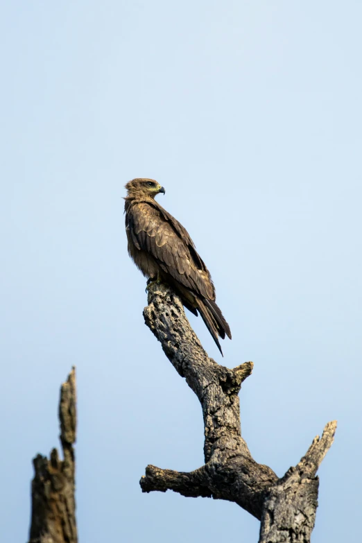 a close up of a bird on top of a tree nch