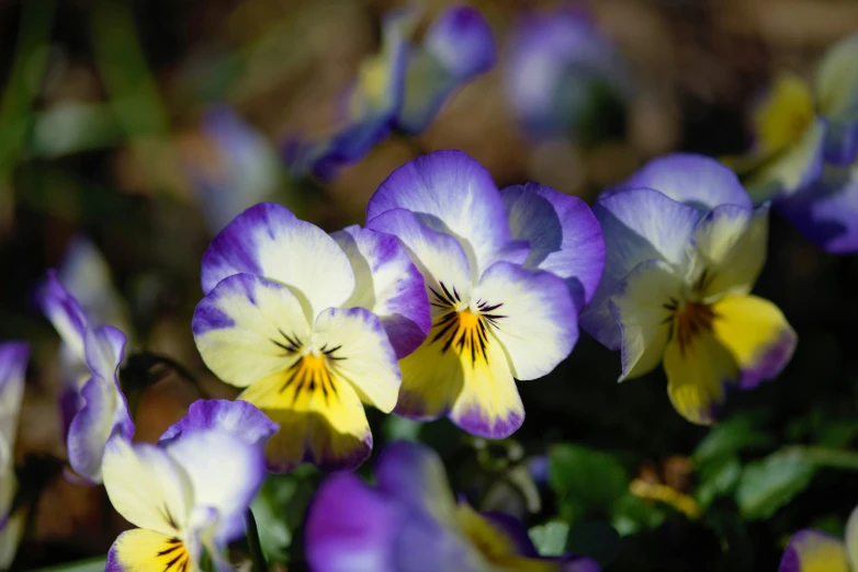 many purple and yellow flowers next to each other
