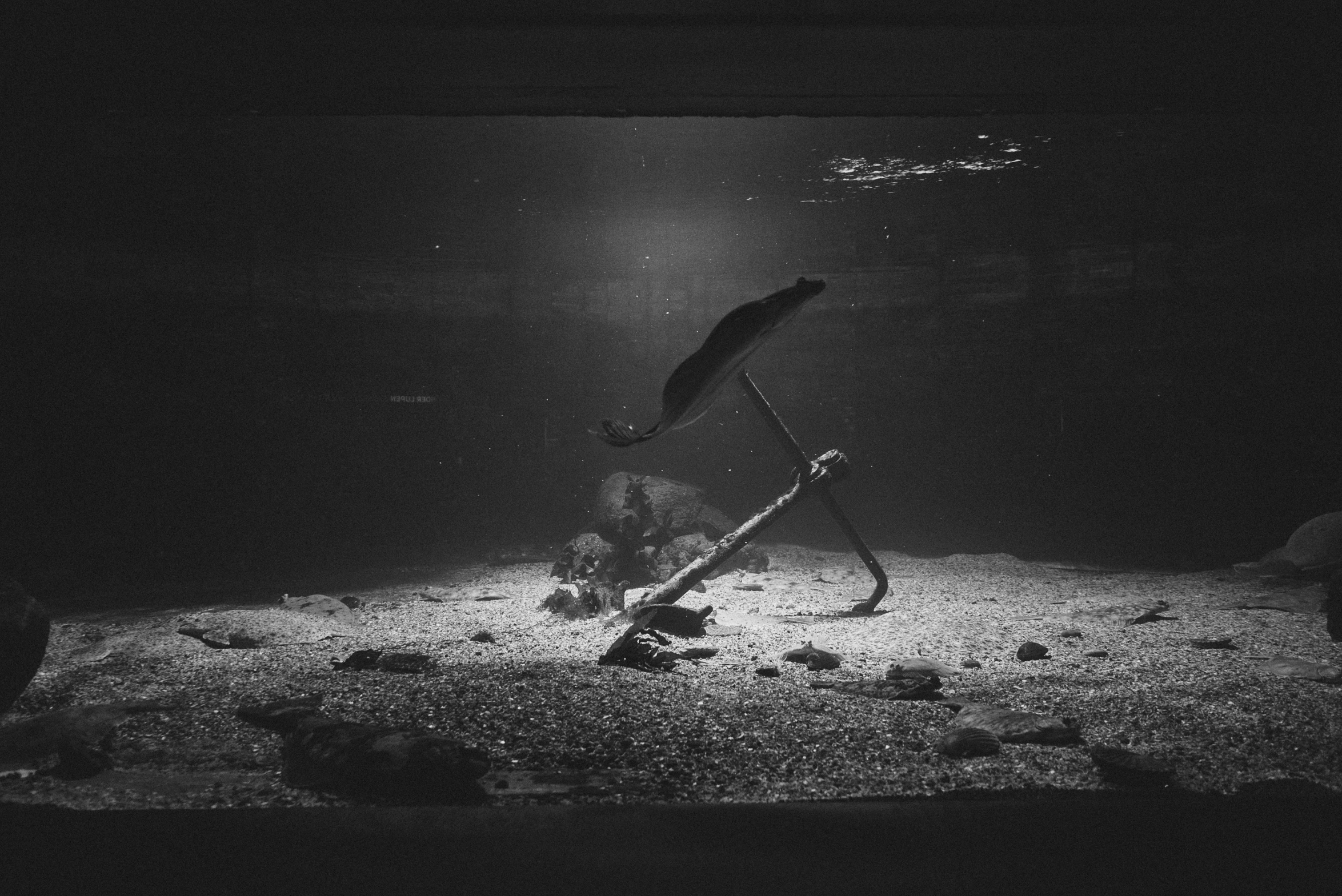 a black and white po of an underwater scene