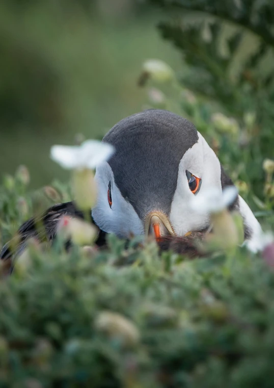 a seagull with orange eyes is hiding behind the bushes