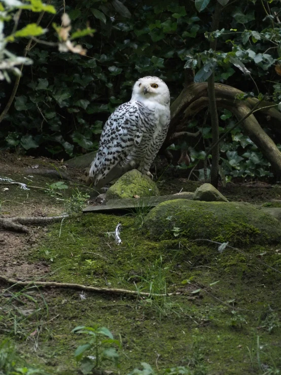 an owl is sitting on a mossy log