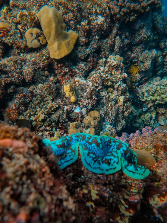 a blue and black animal sitting on top of a coral