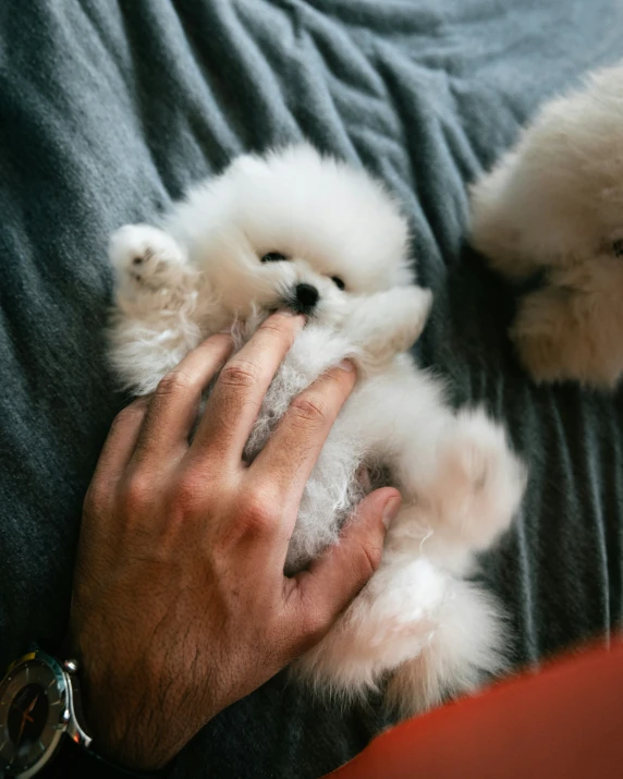 a close up of someone petting a small dog