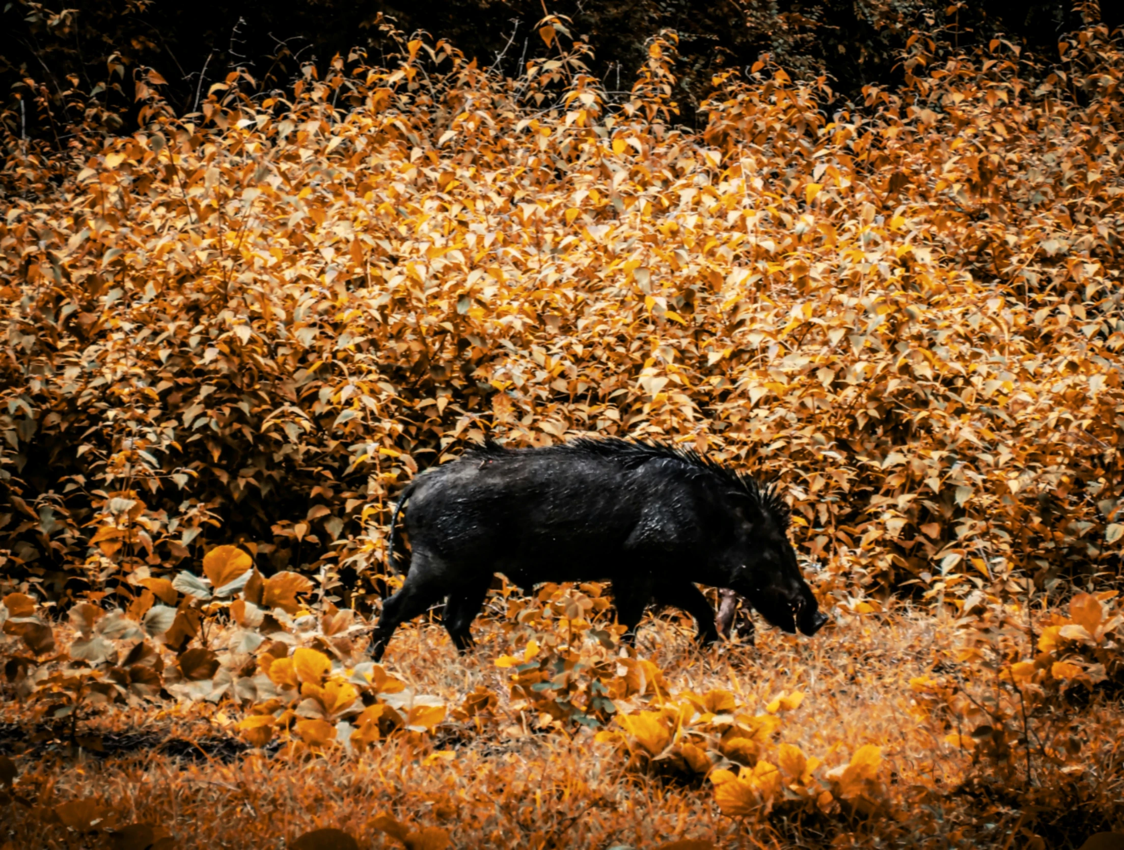 an animal grazing on yellow flowers in the sun