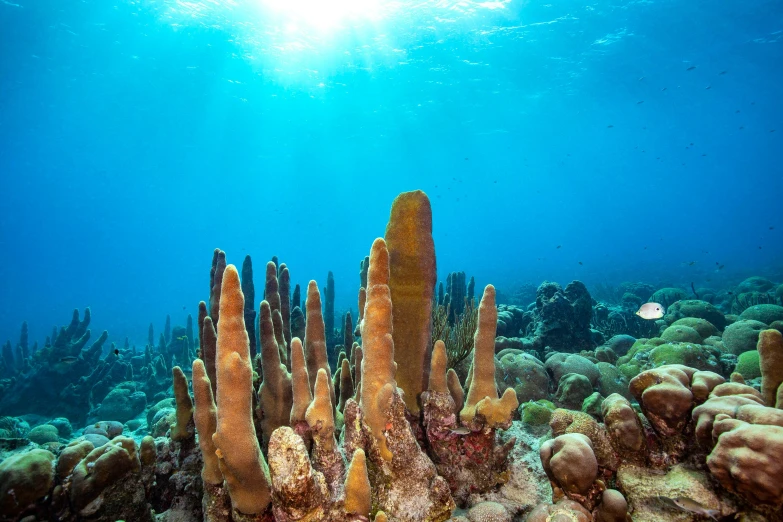 a group of sea corals underwater with sun beaming in background