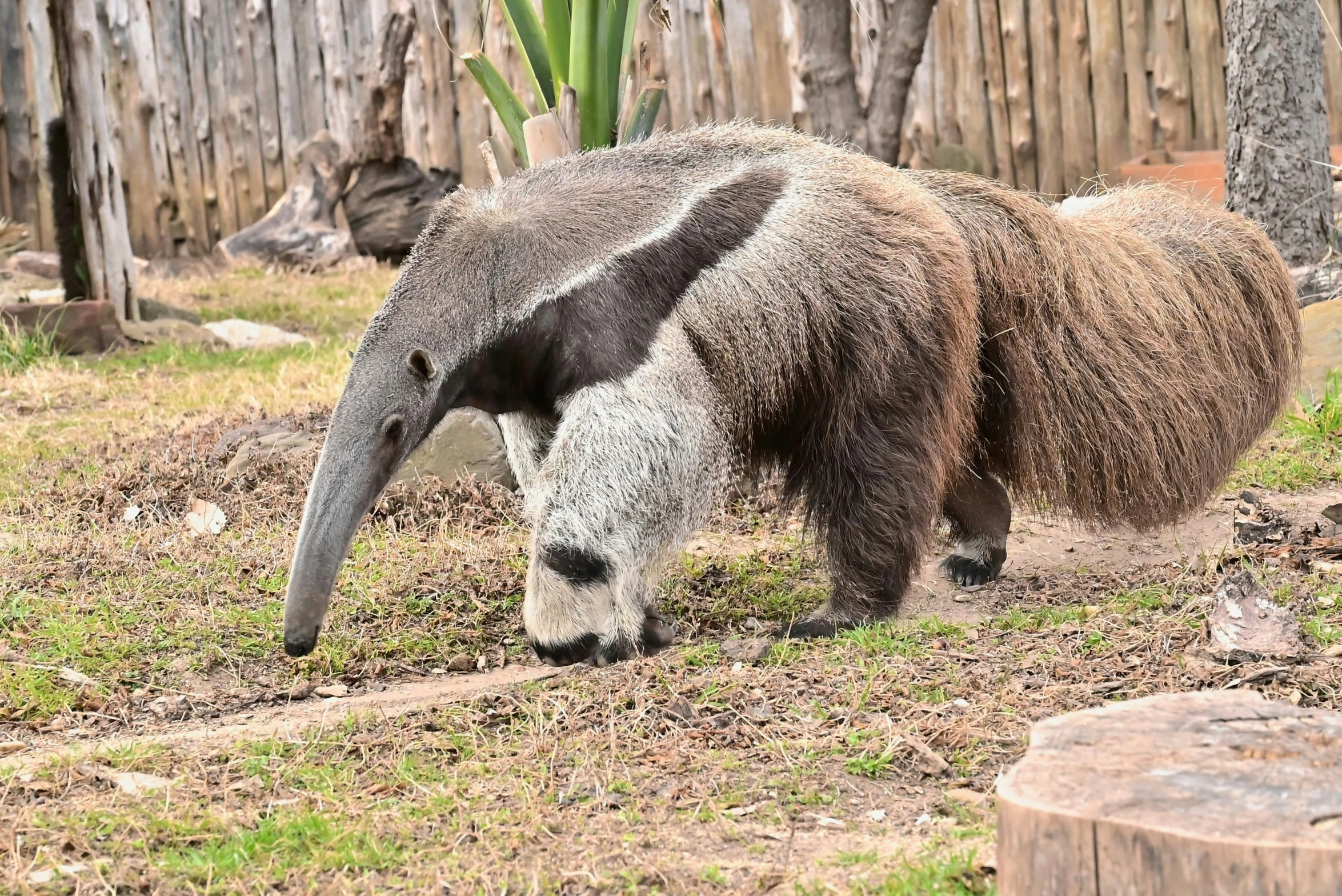 a gy and hairy animal in a fenced area