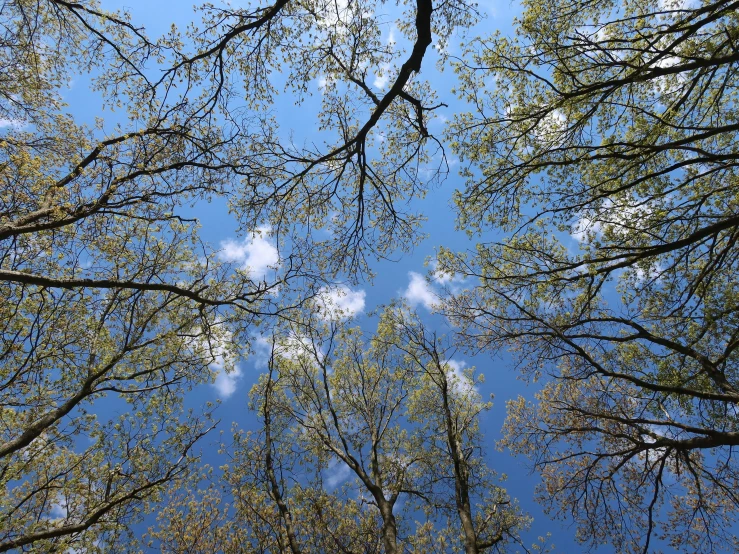 looking up at the nches of trees against a blue sky