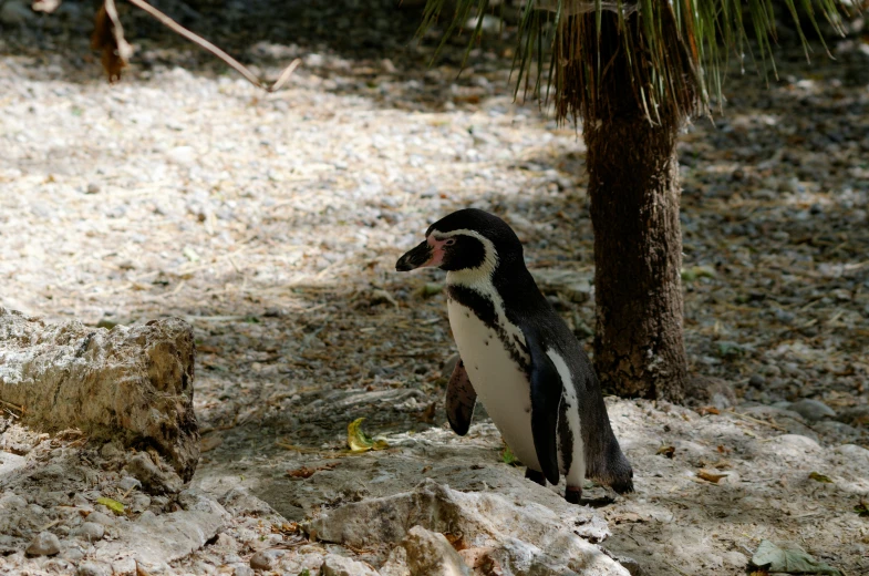 an animal stands on a rock in the dirt