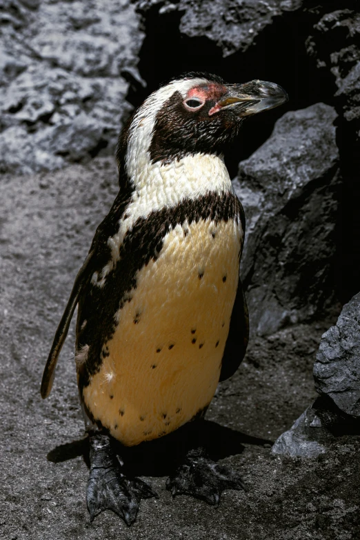 a bird standing on the ground by some rocks