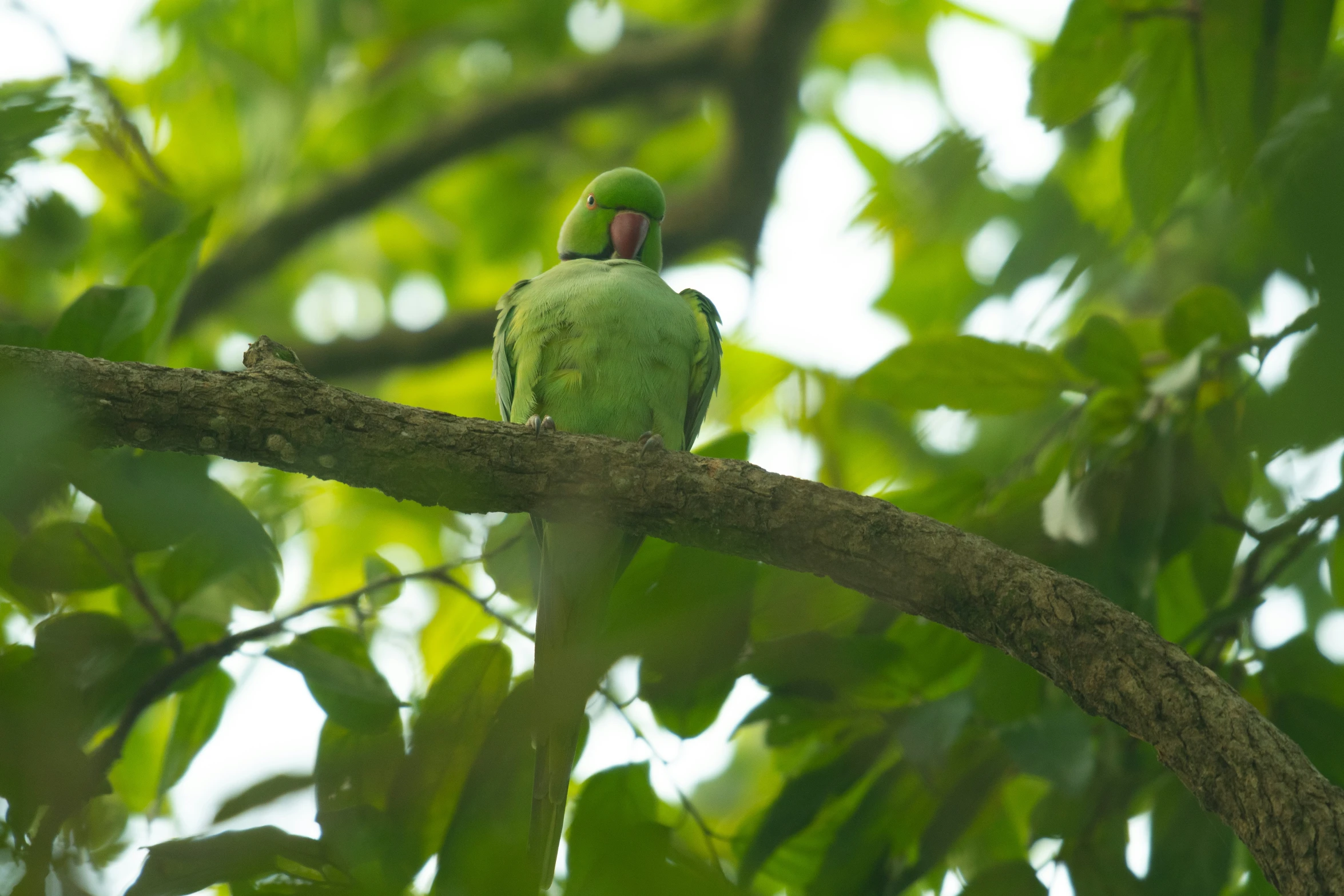 a parrot that is perched on the nch of a tree