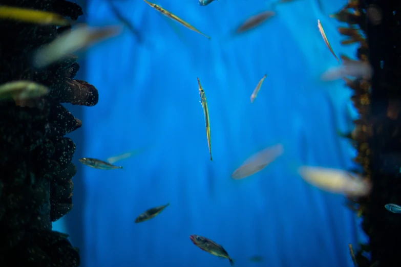 several small fish swimming inside of a blue water tank