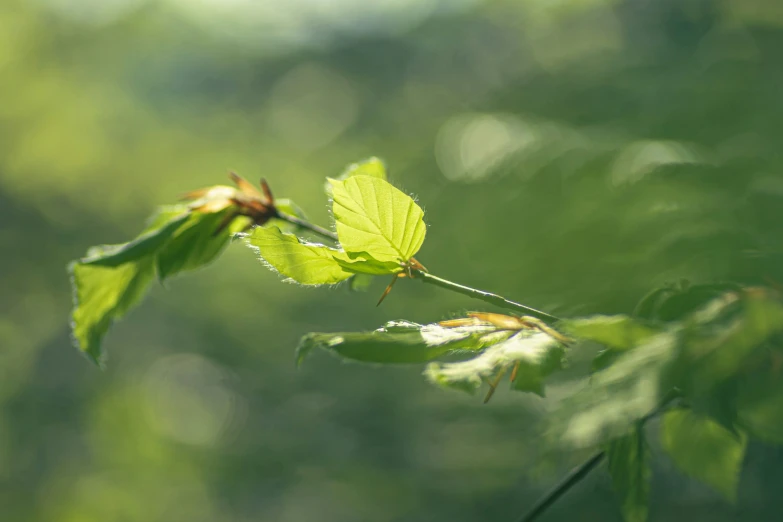 green leaves with the sunlight shining through them