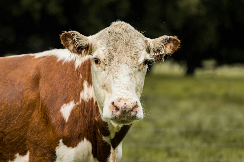 a very close up of a cow looking at the camera