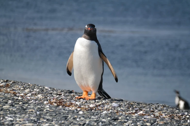 there is an adult penguin standing on the ground