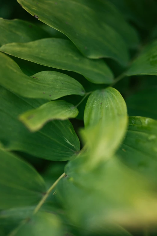 a small yellow flower on top of a green leaf