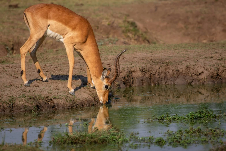 an antelope drinking water from a small pool of water