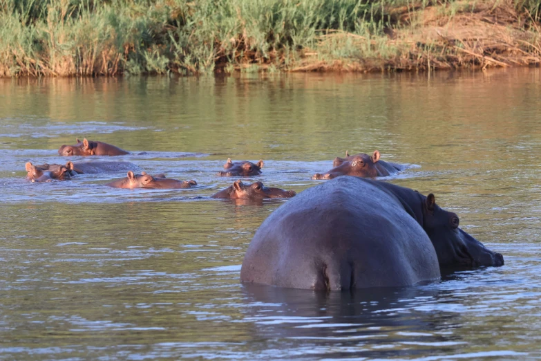 hippos wading in shallow water with green vegetation