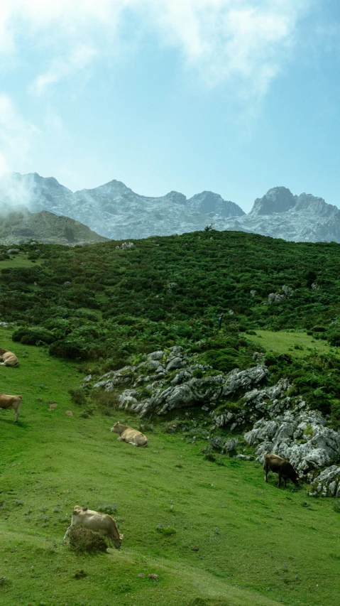 a herd of sheep laying on top of a green hillside