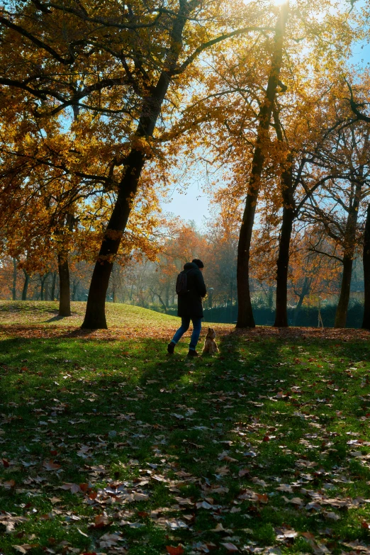 a person walking through a park near trees in autumn