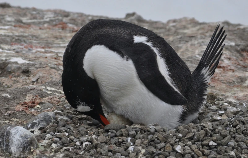 a penguin in a rocky area eating soing