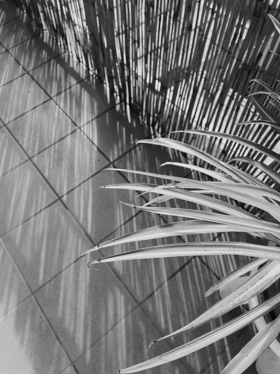 an outdoor area with a palm tree casting shadow