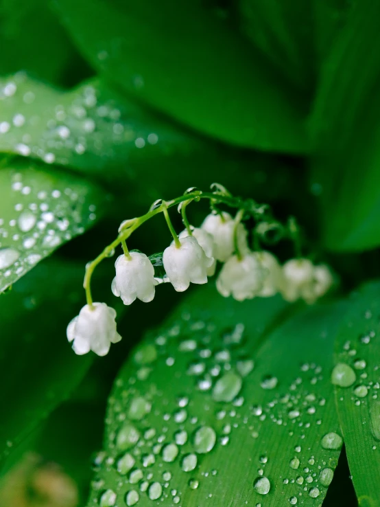 a white flower with water droplets is surrounded by green leaves