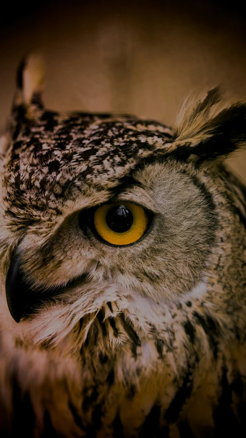 a big owl is seen with a bright yellow eye