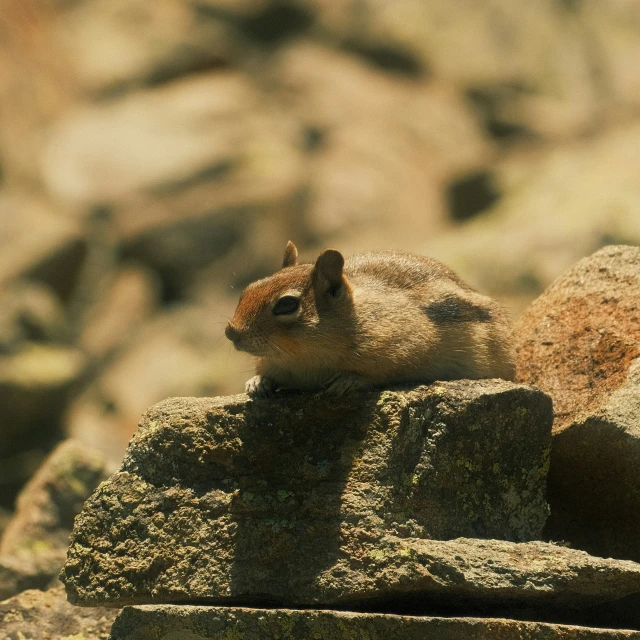 a small squirrel on a large rock among many rocks