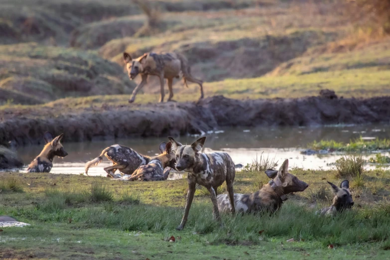 wild dogs are by a watering hole playing