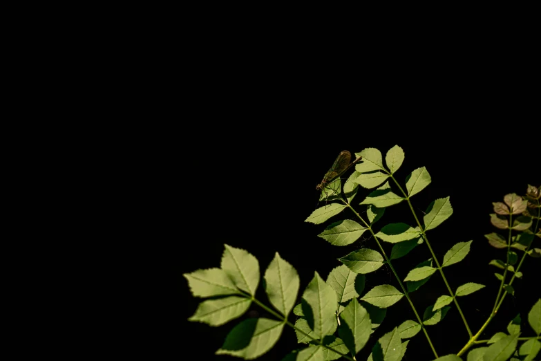 a plant that is sitting on the table