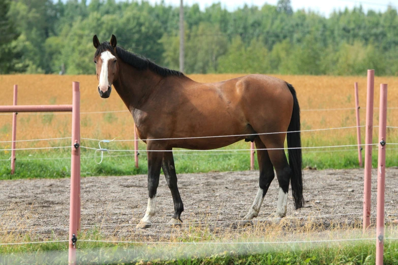 a horse standing in its corral looking at the camera