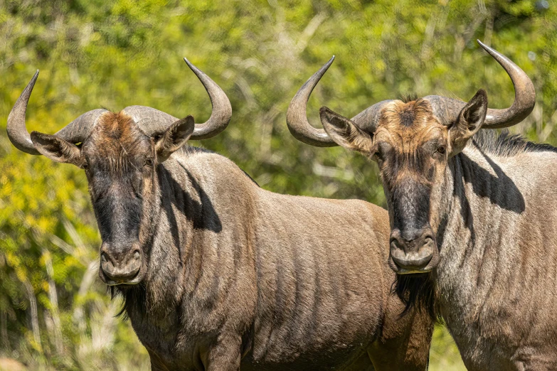 two wildebeest standing in the grass with long horns