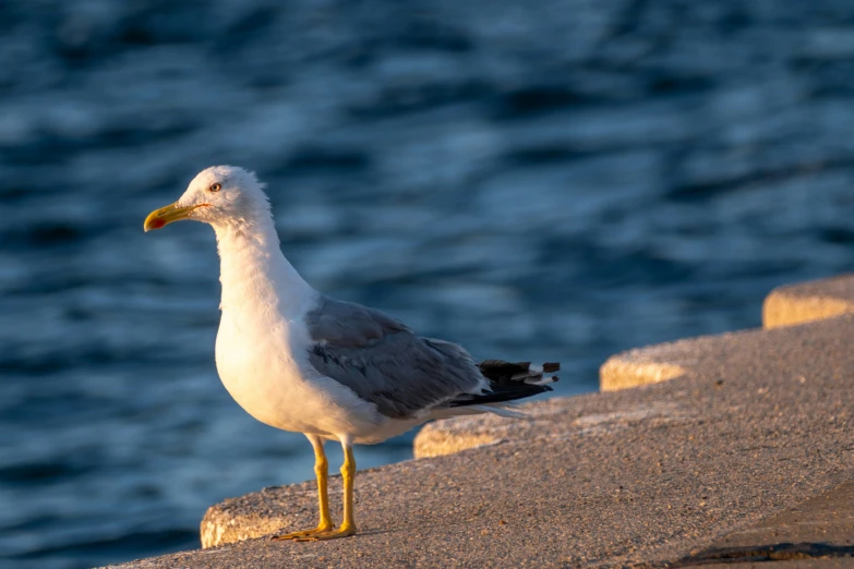 a small white seagull sits on the ledge beside water