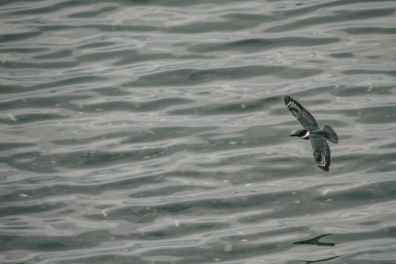 a bird is flying over the water of the ocean