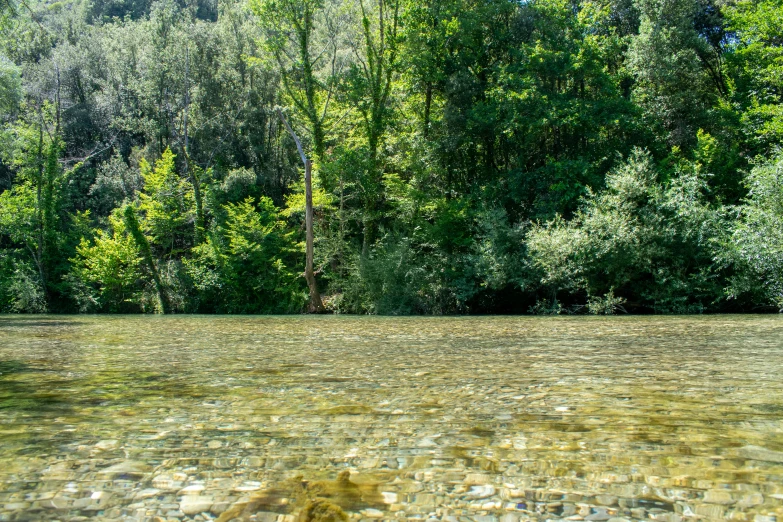 a river surrounded by trees next to a forest