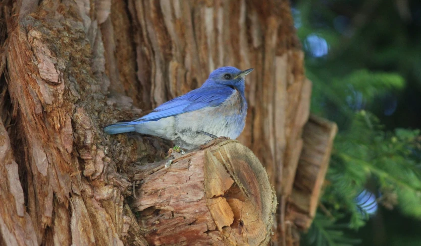 blue bird sitting on a tree that is old