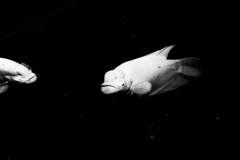 a close up of two fish swimming in the ocean