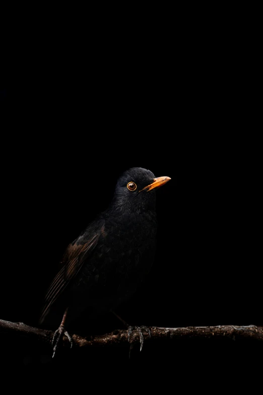 a black bird with a yellow beak sitting on top of a nch