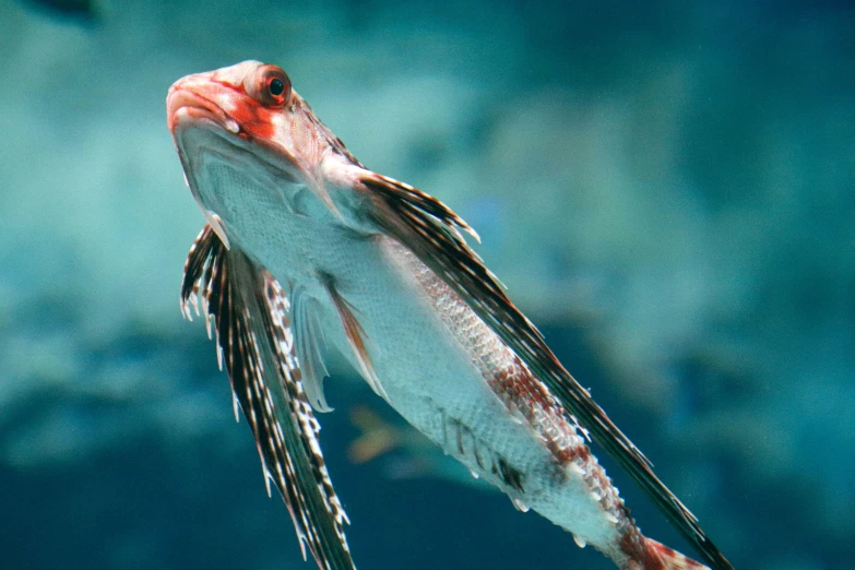 this is a fish hanging upside down