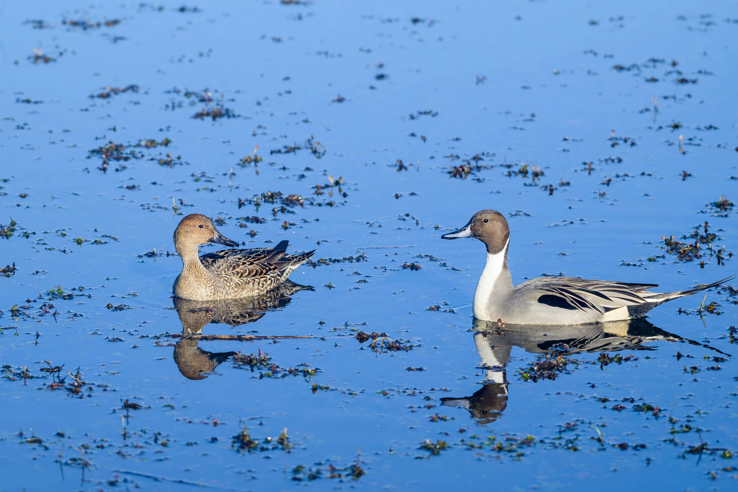 three ducks that are floating in some water