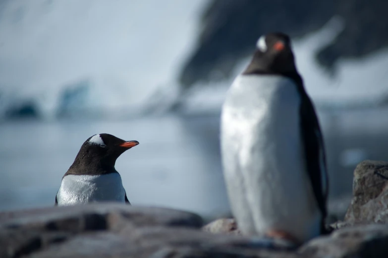 a penguin and a penguin with two penguins standing on rocks near the water