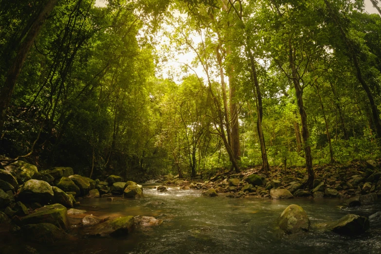 a stream in the middle of the woods