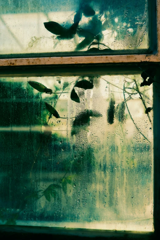 plants with drops of dew against an old window