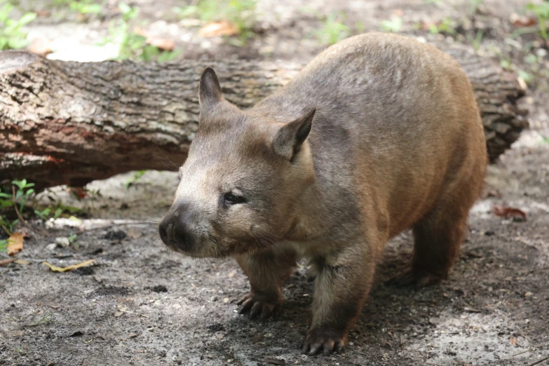 a small bear on dirt next to a large log