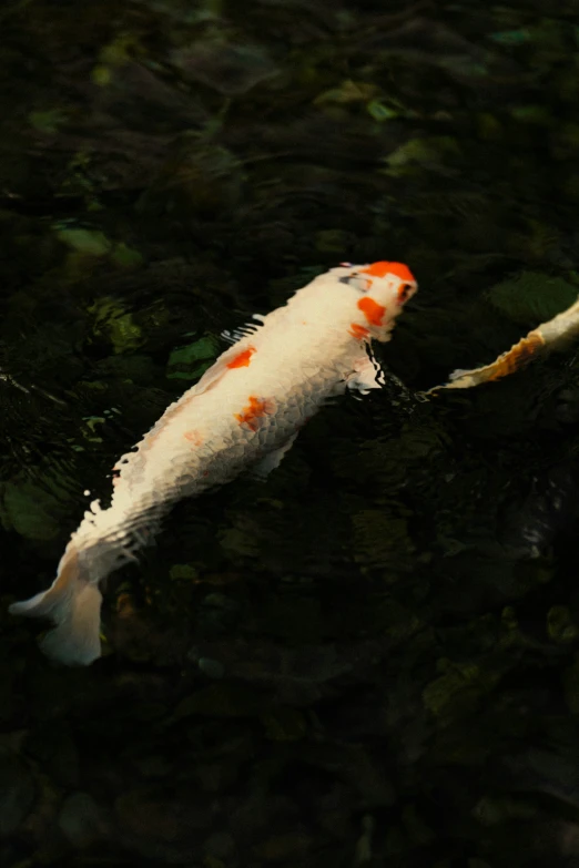 a white and orange koi swimming in the water