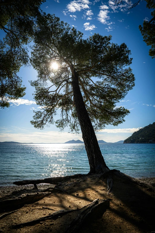 sun peaking through the tree onto the water