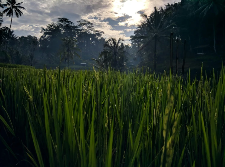 the sun is behind some trees and in the foreground are some tall grass