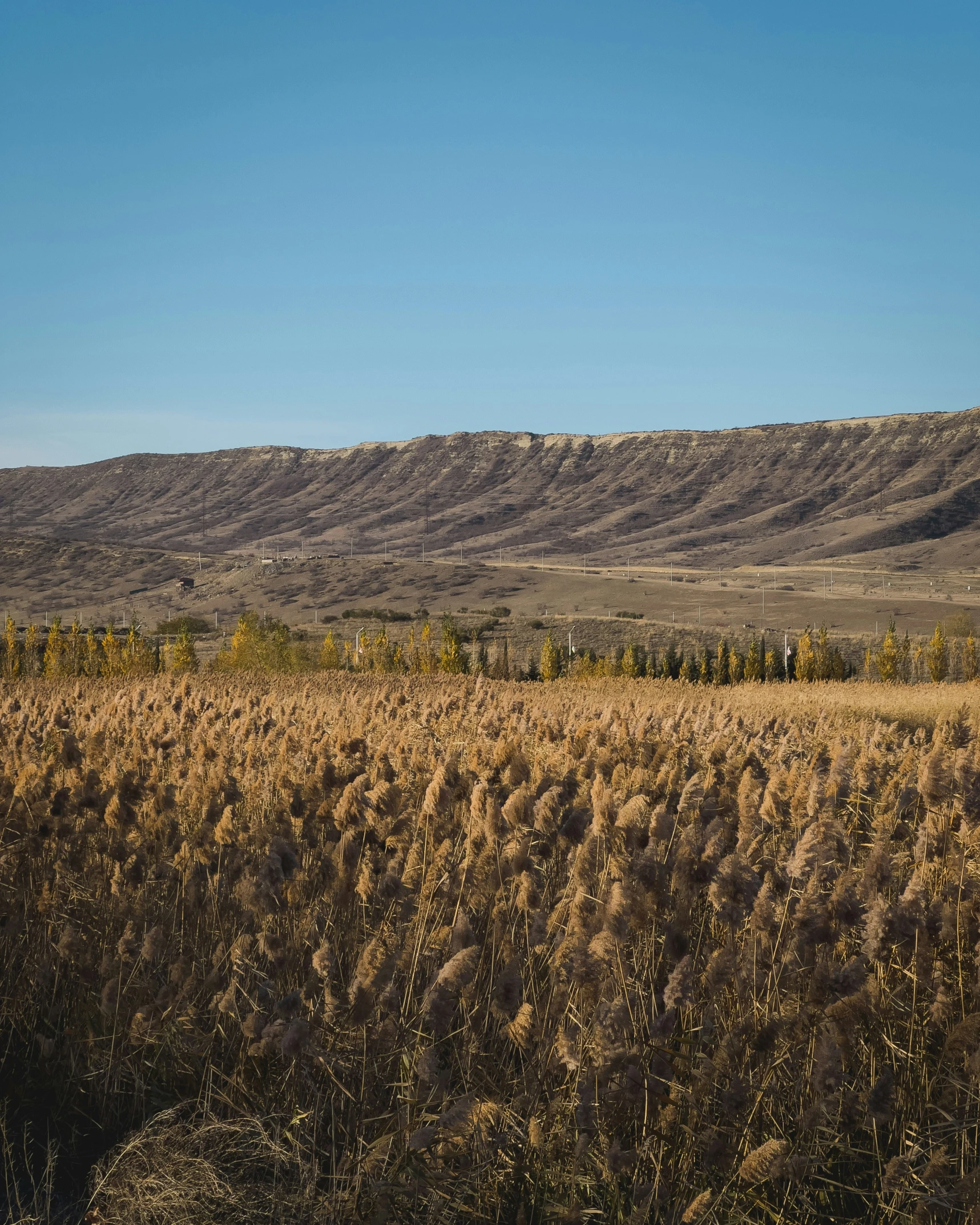 a field with lots of brown grass in front of a mountain