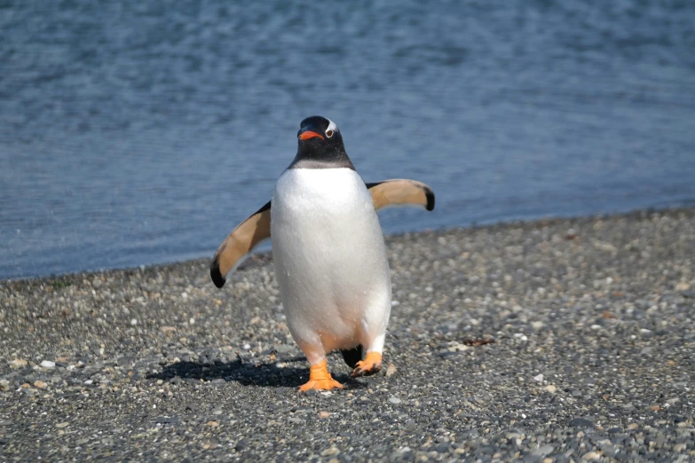 a penguin walking on gravel near a body of water