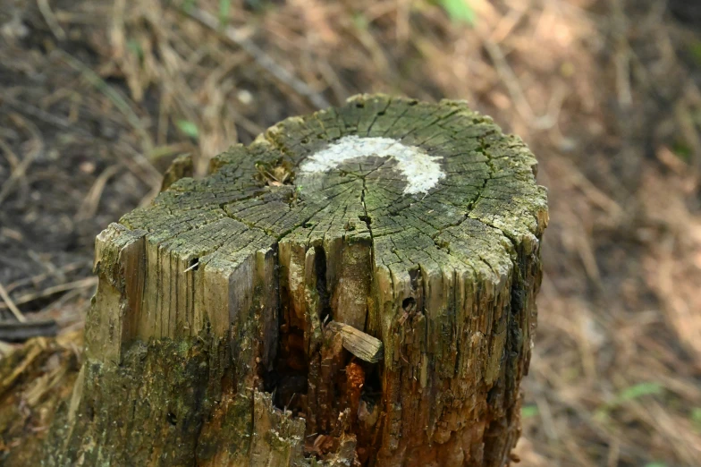 a close up view of a tree that has been chopped down